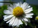daisy flower
