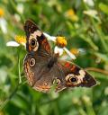 butterfly hope