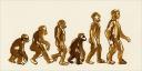 humans
