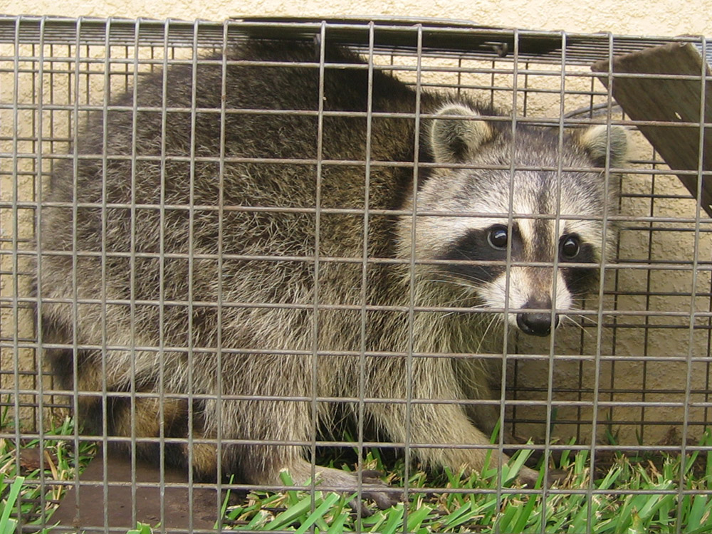 raccoon005.jpg