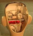 inside head